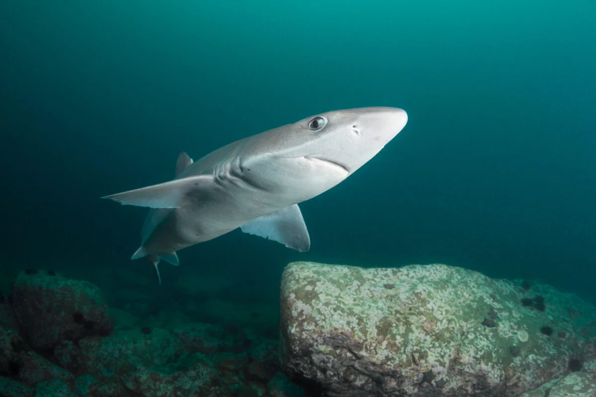 Un rechin pe cale de dispariție din Marea Neagră, surprins în Portul Constanța