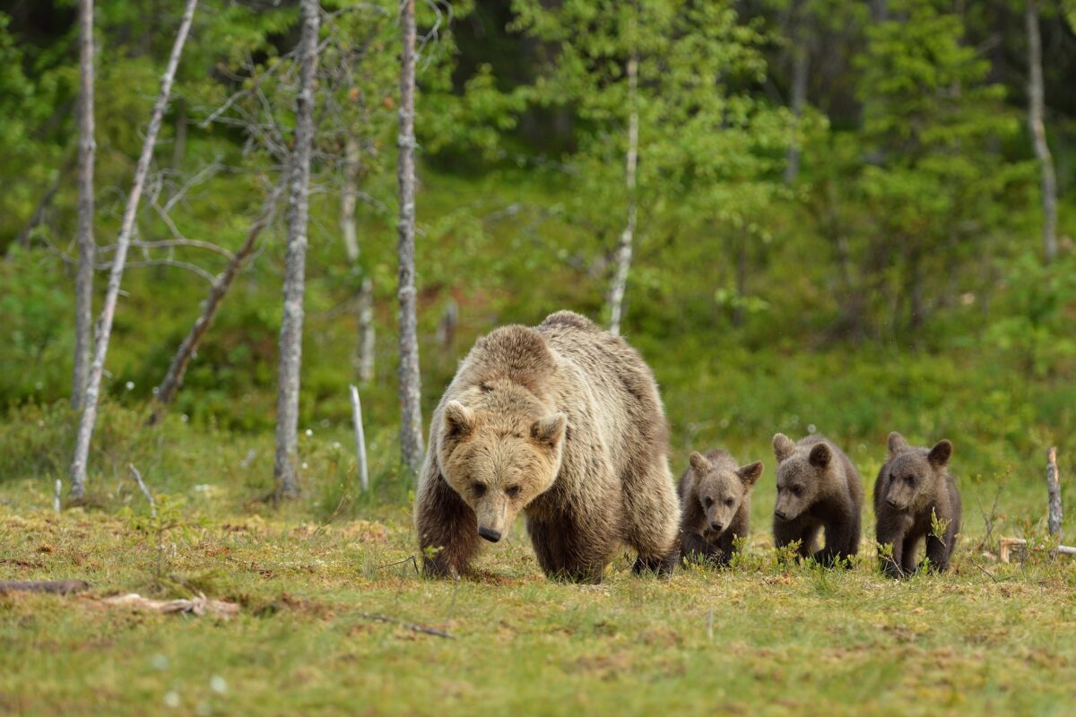 Invazia urșilor. Animalele au ajuns în Bărăgan. Ursoaică cu pui, liberă la Brăila