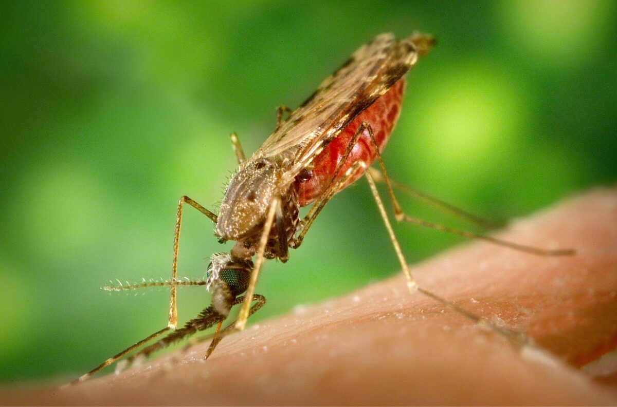 Malaria, boala care ucide. Când trebuie să te prezinți la medic