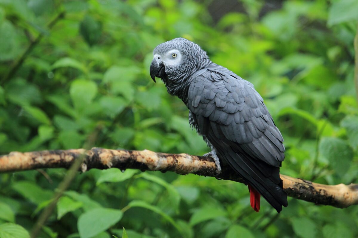 O grădină zoologică britanică, plan pentru a limita înjurăturile papagalilor