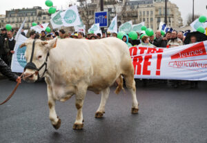 Cu vaca la un protest în Paris. Sursa Foto -Dreamstime