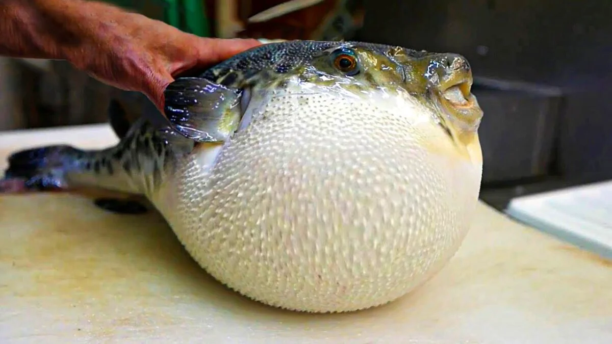 A murit după ce a mâncat dintr-un pește balon, specie de 1.200 de ori mai toxică decât cianura