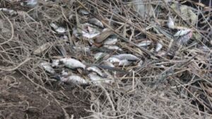 Sute de mii de pești au murit într-un singur loc. Semnalul e fără dubii