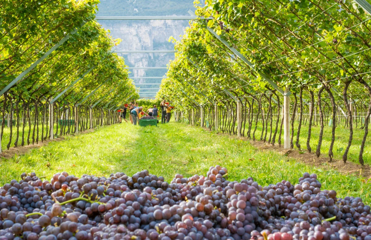 An dezastruos pentru viticultura din Republica Moldova. Recolta nu arată deloc bine