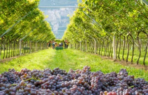 Vești bune pentru viticultorii moldoveni. 2025 ar putea aduce cea mai bună recoltă de struguri din ultimii cinci ani