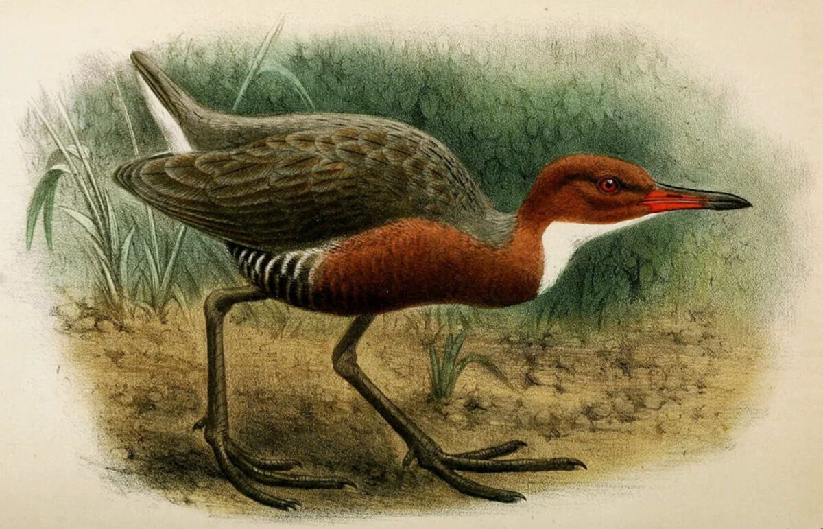 Un nou caz de evoluție repetitivă. Păsări dispărute în urmă cu 130.000 de ani, identificate în Africa
