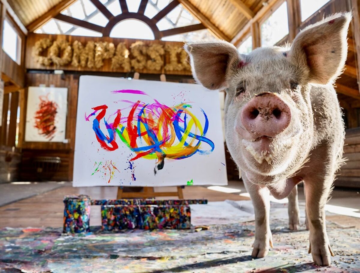 Povestea porcului Pigcasso, care picta cu râtul. A lăsat în urmă o avere consistentă. Foto