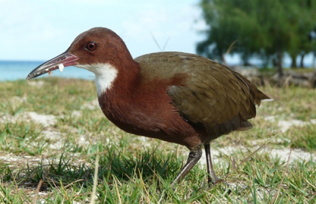 Aldabra, specie unică de păsări