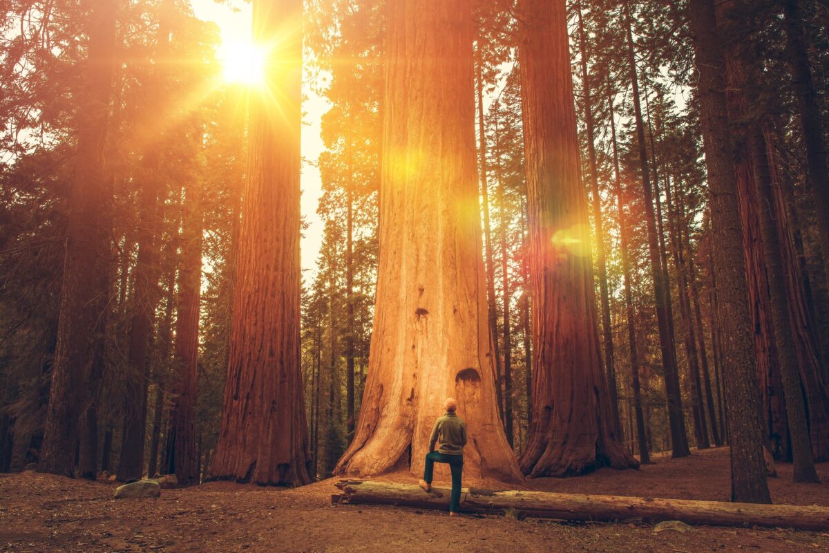 Sequoia gigant, soluția specialiștilor la poluare. Cei mai mari copaci din lume cresc în Marea Britanie