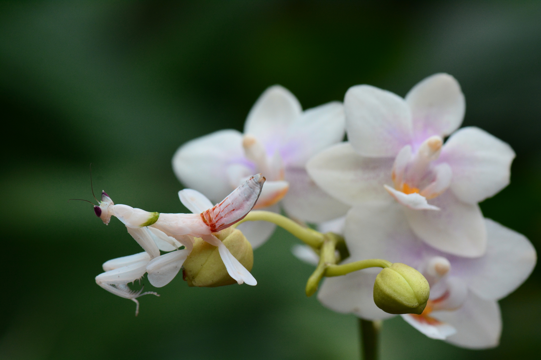 plante, orhidee