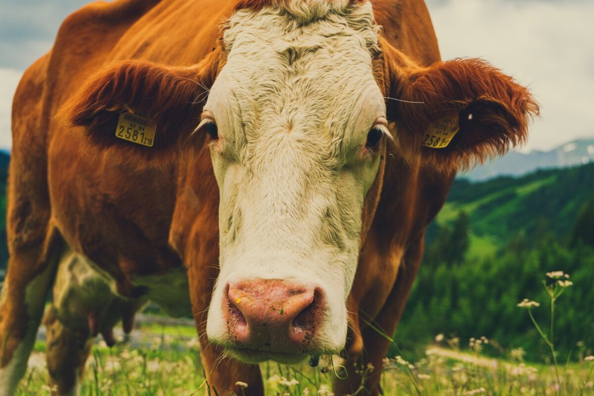 Vaca modificată genetic produce lapte cu insulină. Ce spun cercetătorii