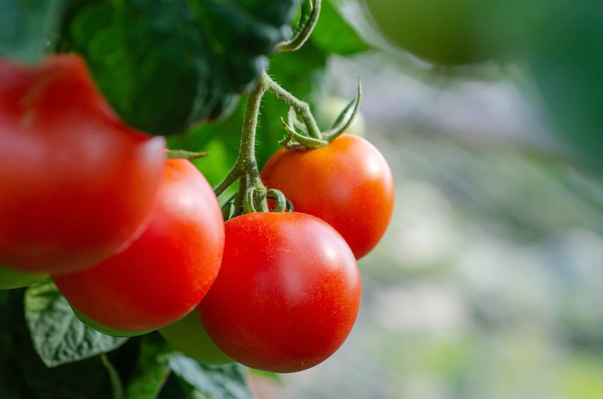 Programul Tomata pentru 2024. Condițiile în care fermierii vor primi banii