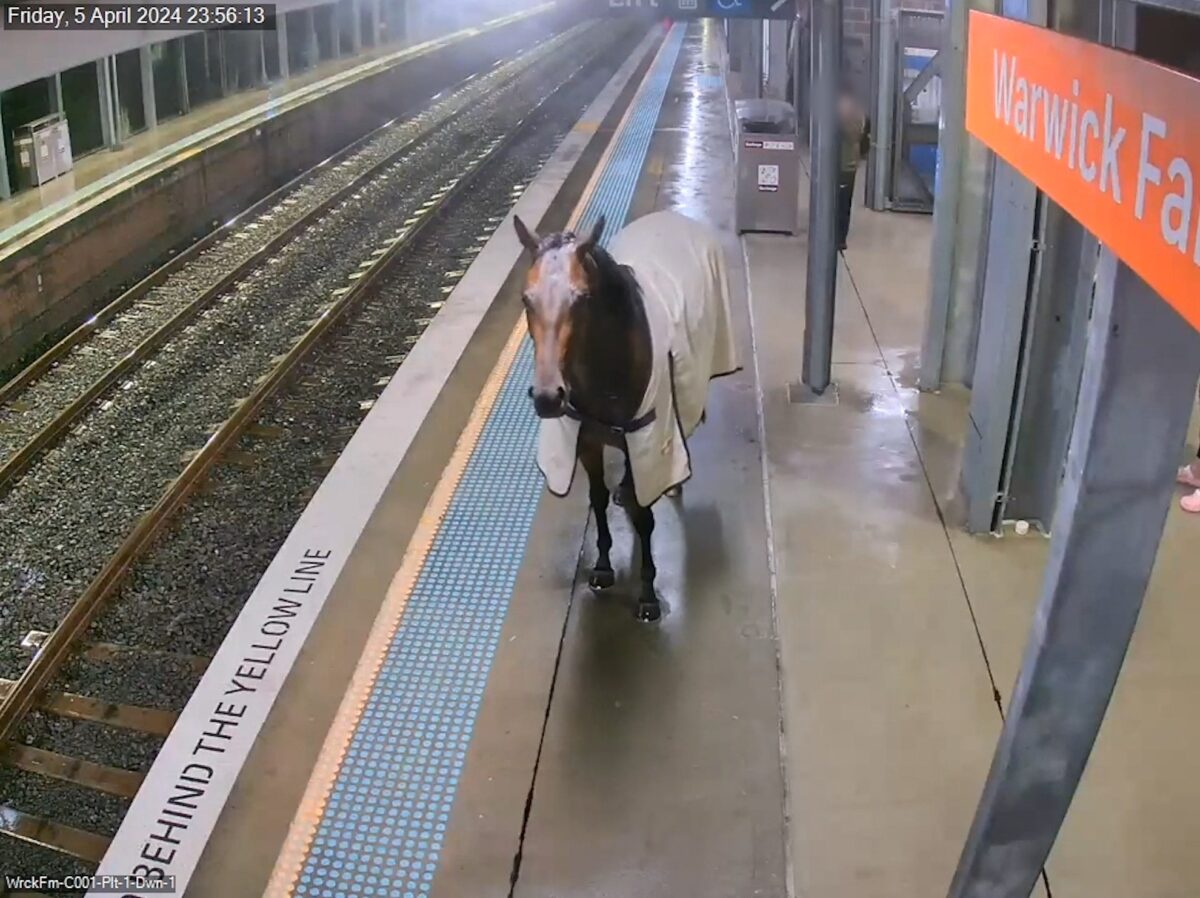 Situație inedită într-o gară din Australia. Un cal a încercat să ia trenul de navetiști
