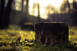 Poți fi otrăvit dacă te așezi sub un copac. E cel mai dăunător arbore din lume
