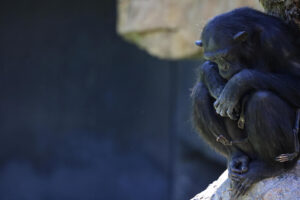 Natalia, mama-cimpanzeu care nu se desparte de puiul ei mort