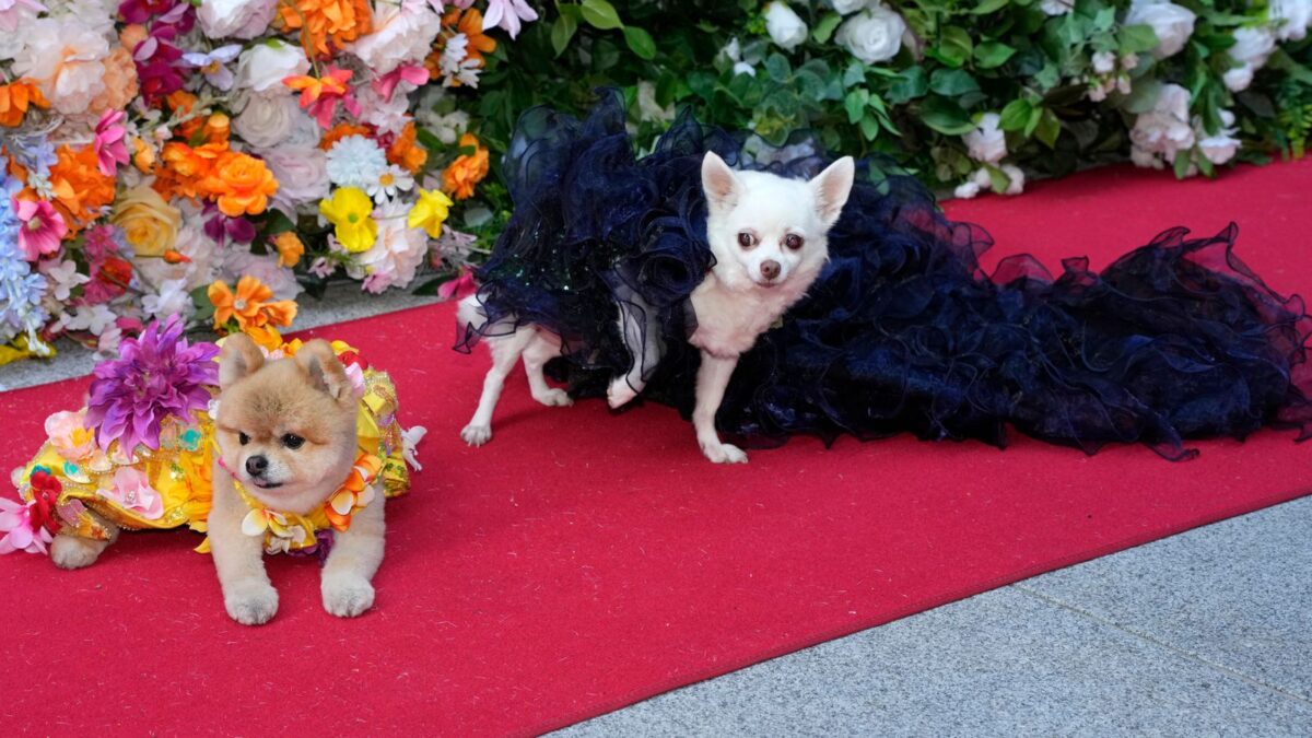 Gala Pet 2024: Cei mai eleganți câini, care au defilat pe covorul roșu. Foto