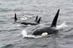 Un grup de orci a scufundat un iaht în Strâmtoarea Gibraltar