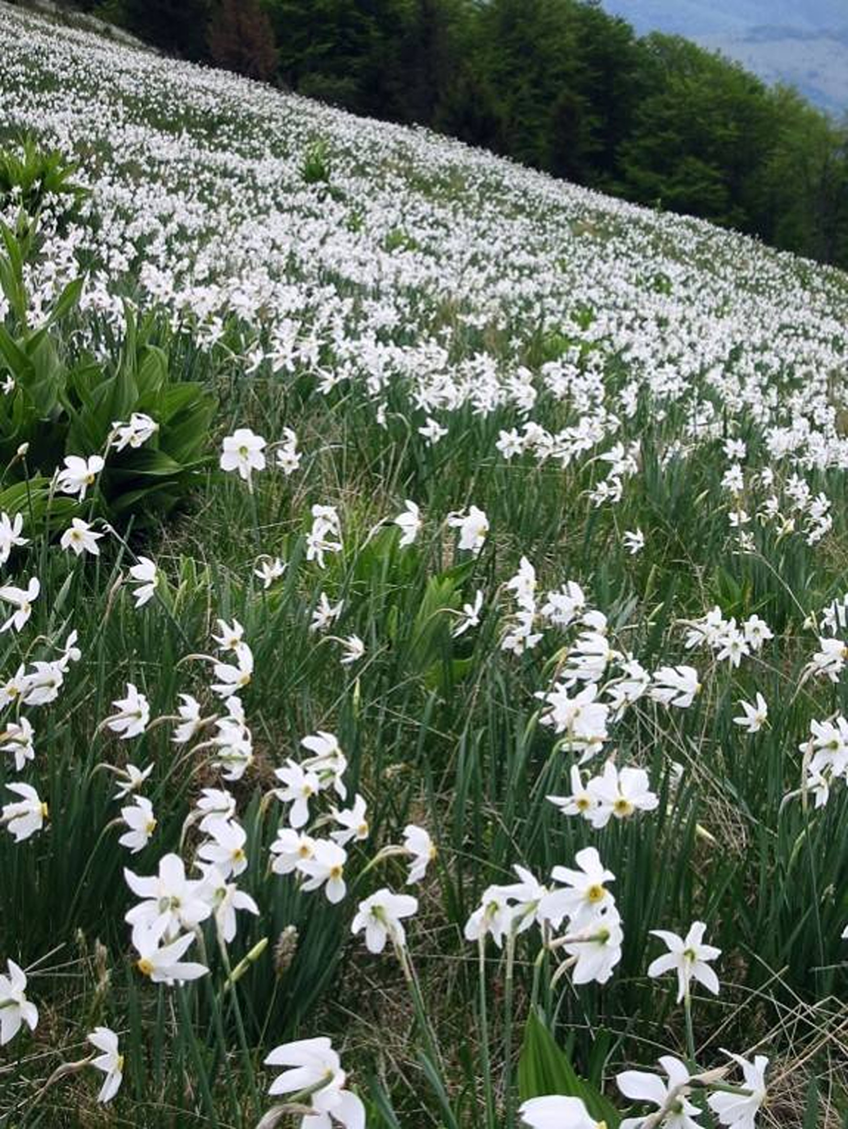 poiana narciselor