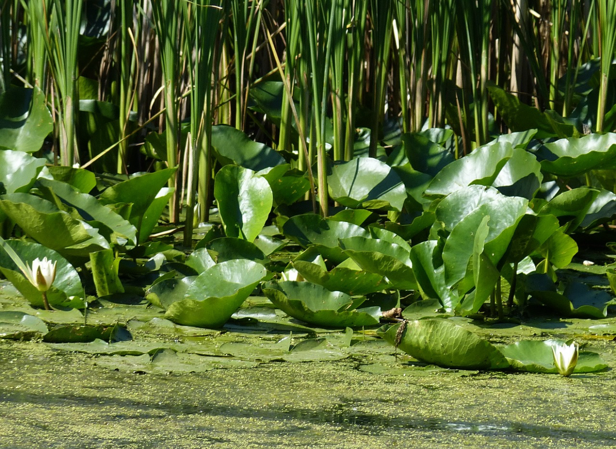 Delta Dunării