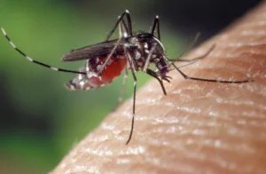 Scăpați rapid de țânțari. Trucul cu hârtia igienică a devenit viral