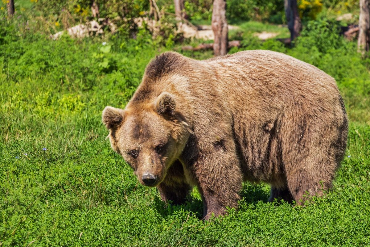 Doi turiști au fost atacați de un urs în stațiunea Slănic Moldova