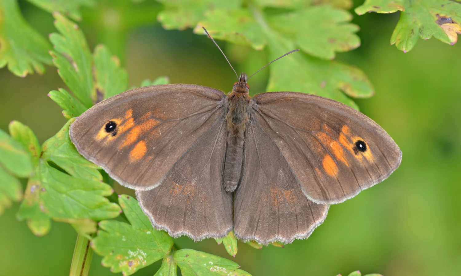 Un fluture brun de pajiște. Populația sa a scăzut cu 22% în zona de răspândire din cauza pierderii habitatului. Sursă foto: Butterfly Conservation
