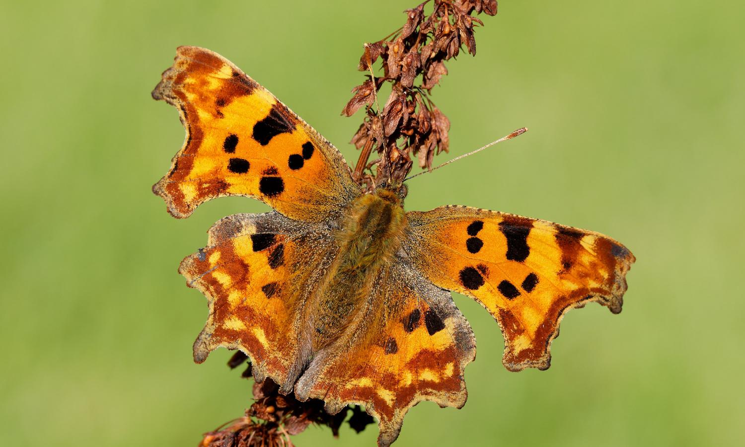 Cercetătorii au identificat o deplasare spre nord a fluturilor „comma". Sursă foto: Butterfly Conservation