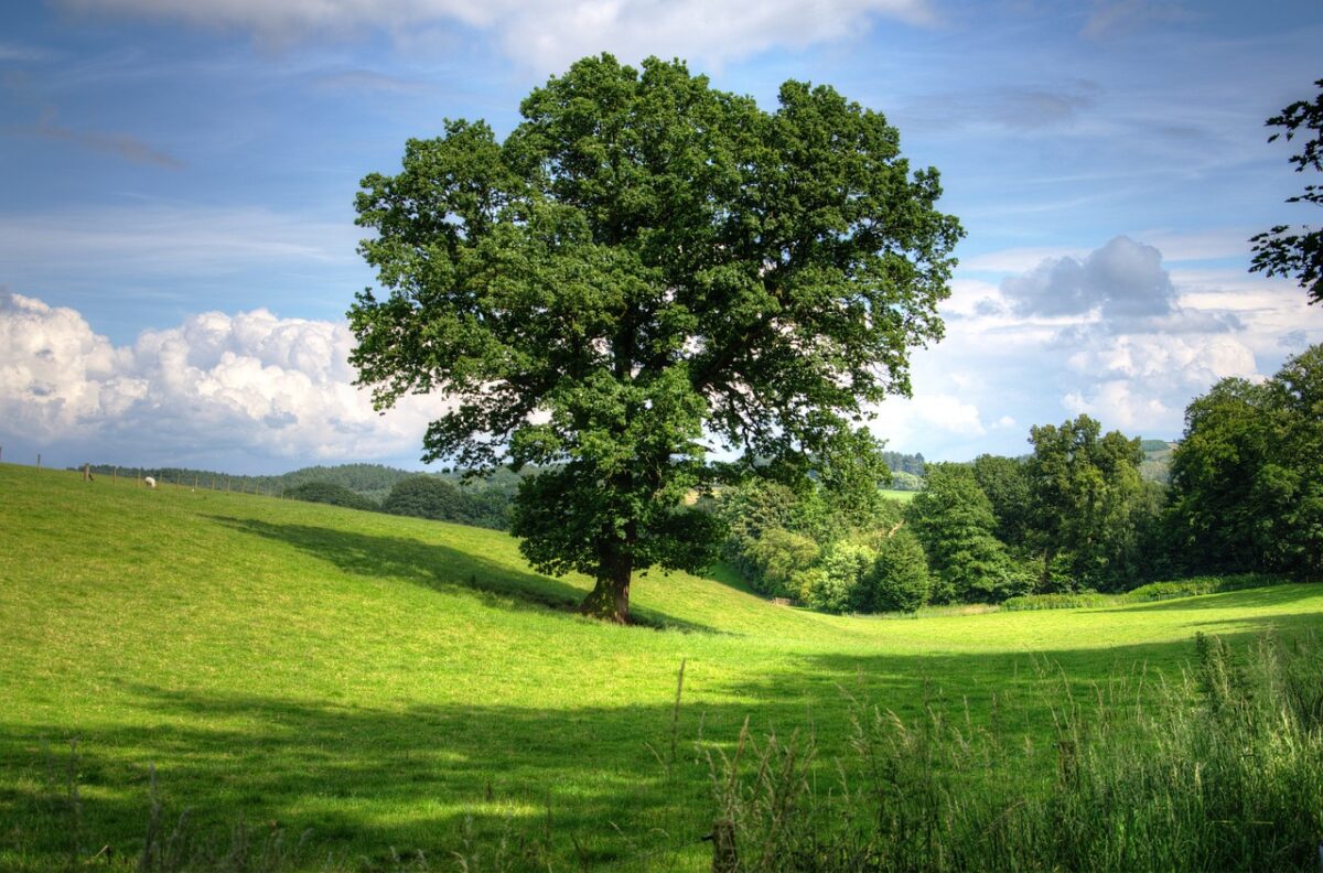 Cum sunt afectați copacii de schimbările climatice. Concluziile nebănuite ale unui studiu
