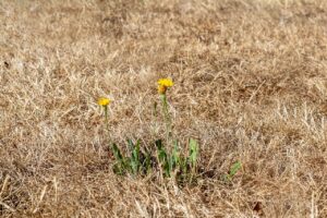 Prognoza meteo, 10 august. Prima zi de weekend arde sub caniculă. Noapte tropicală în România