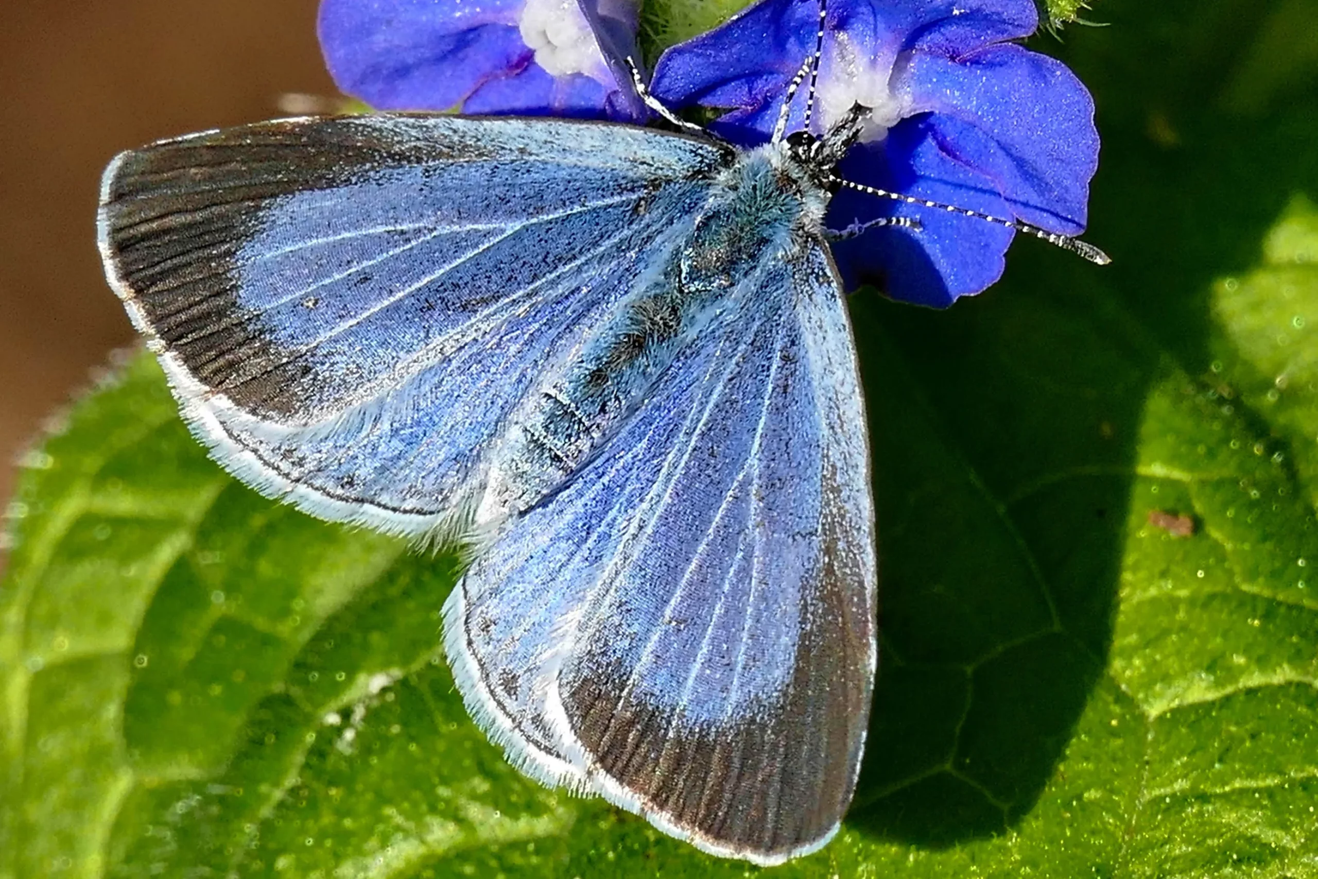 Fluturele „Holly Blue” a fost observat în Scoția. Sursă foto: UK Butterflies