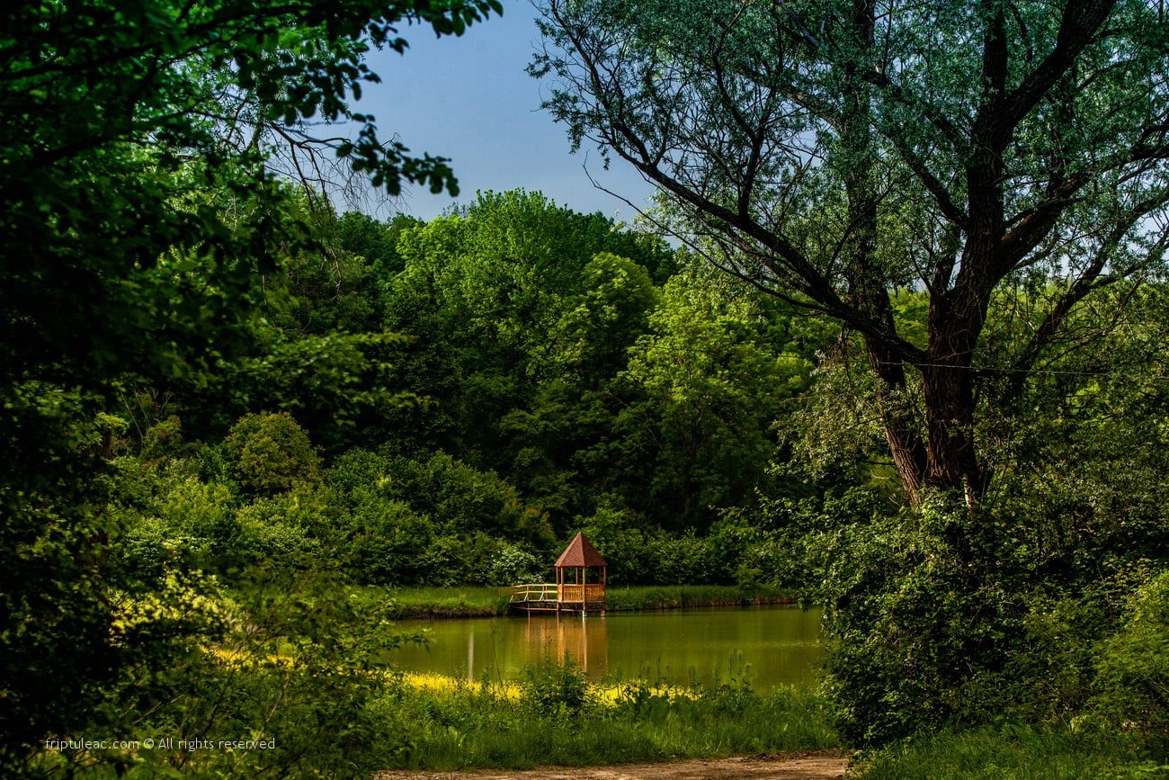 Republica Moldova își va măsura pădurile după standarde europene. Cu sprijinul României, în 2026 pornește primul Inventar Forestier Național