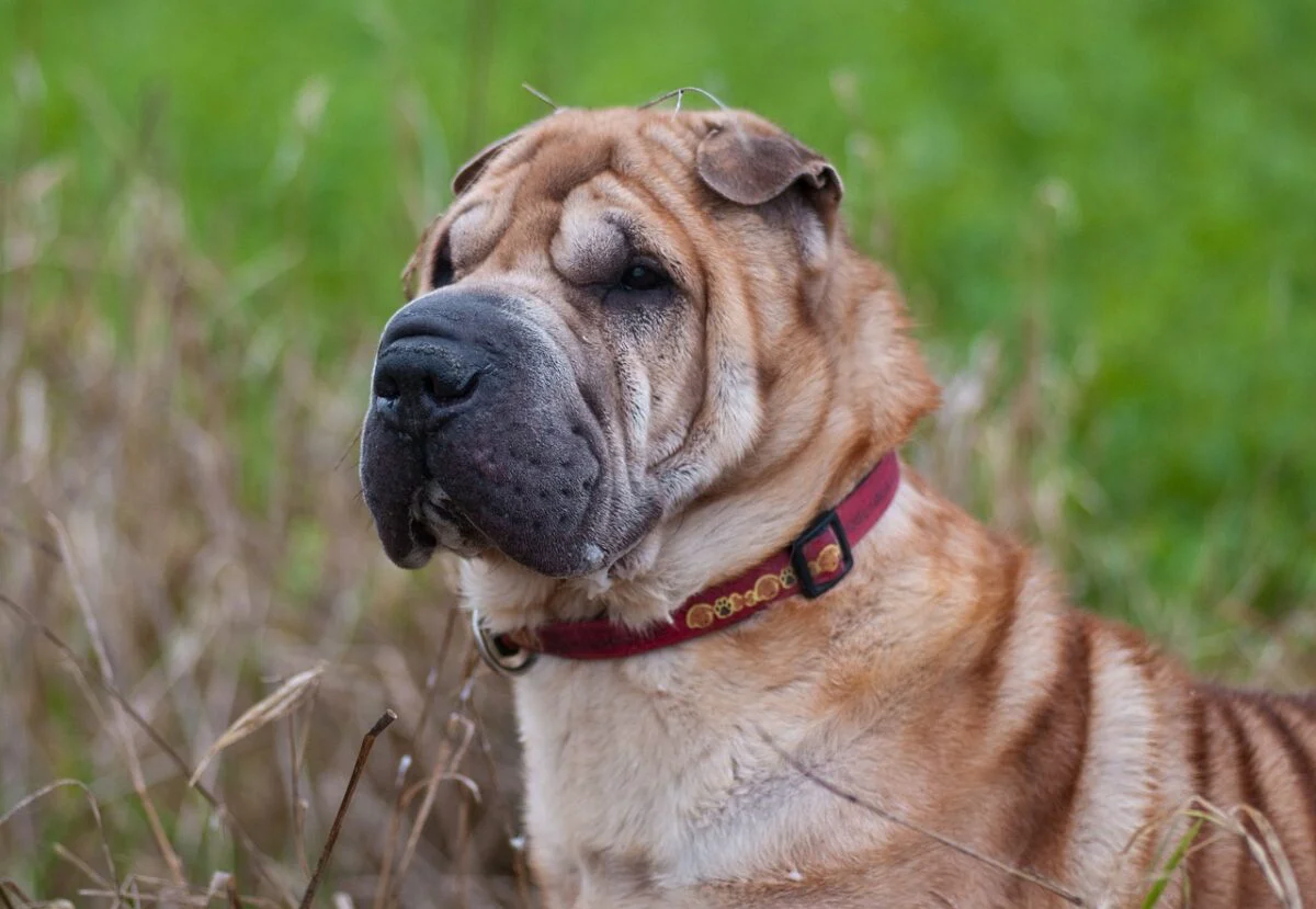 O instanță din România, decizie legată de custodia unui câine. De ce au ținut cont judecătorii
