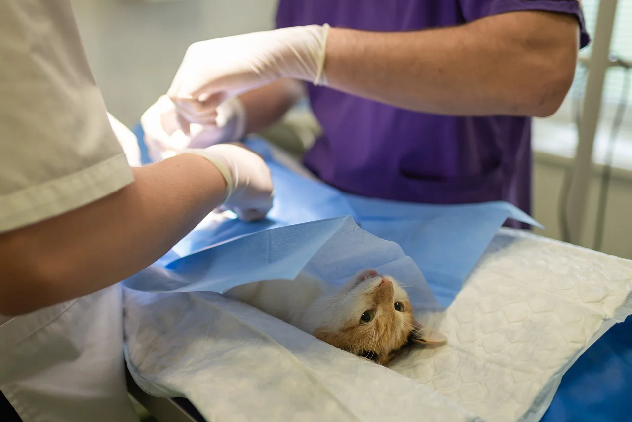 Sterilizare pisici