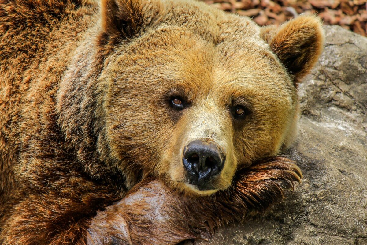 Atacurile urșilor în România. Statisticile sumbre ale ultimilor 20 de ani