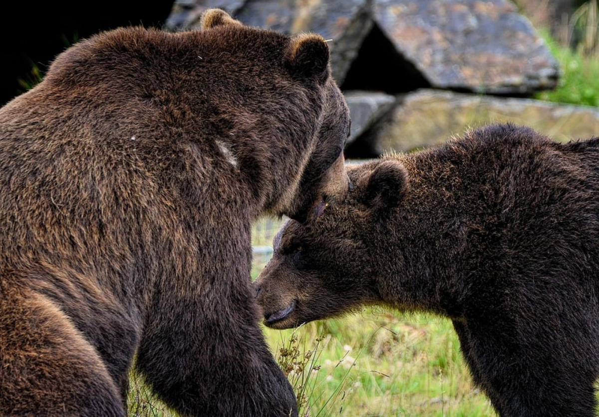 Turiștii nu mai sunt în siguranță din cauza urșilor. Avertismentul șefului Salvamont Vâlcea