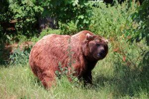 Legea urșilor, votată. Toate schimbările aduse de tragedia din Bucegi