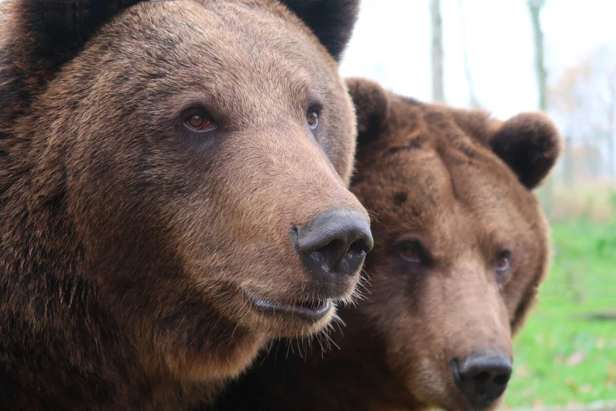 Urșii stârnesc panică în stațiunile montane. Mesaje RO-Alert la Sinaia și Bușteni