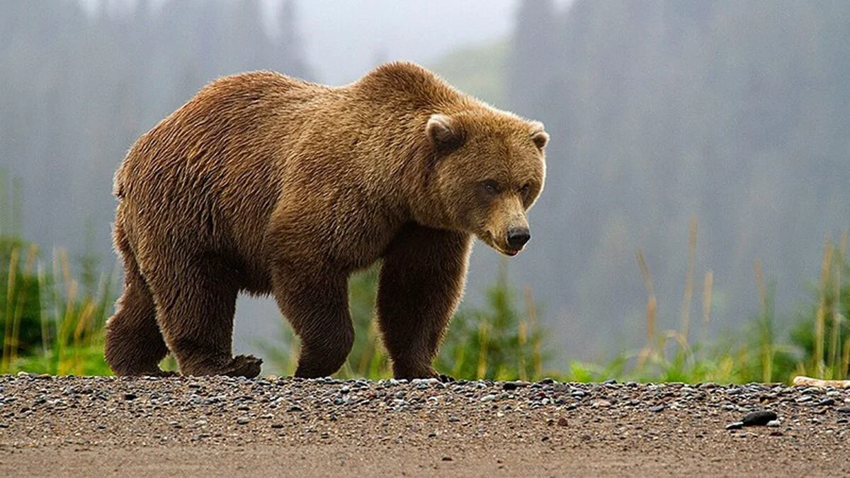 Avertizare Ro-Alert în Câmpina. Un urs a fost văzut pe drumul municipal Câmpina