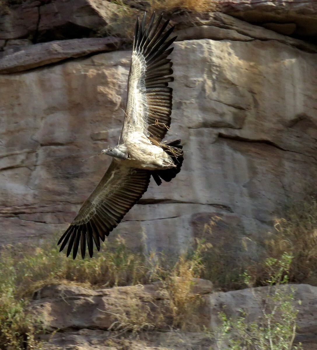Comuniunea om-natură. Pierderea vulturilor din India ar fi putut duce la moartea a jumătate de milion de persoane