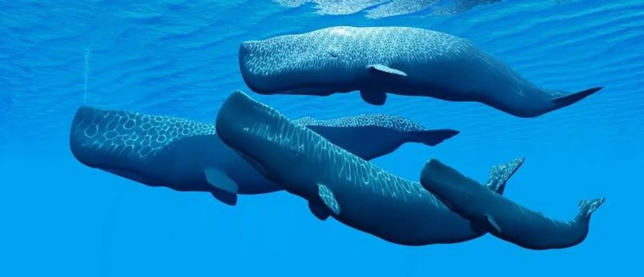 Balenă. Sursă foto: Cleaner Seas