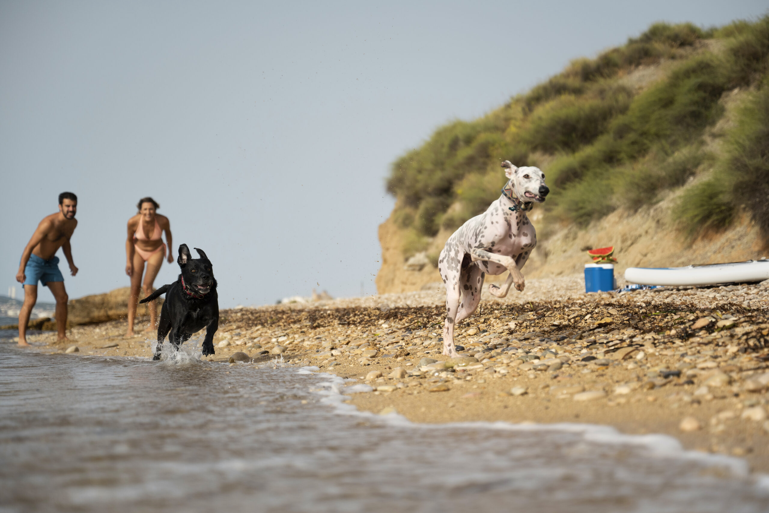Câini pe plajă