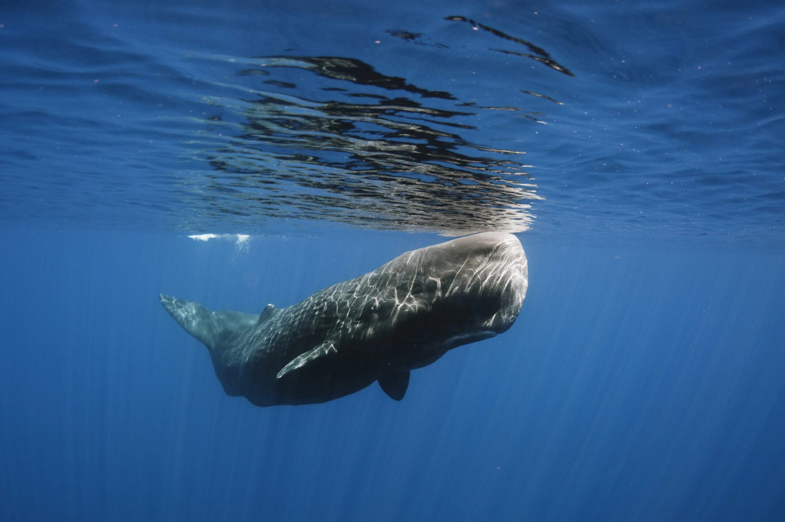 Balenă. Sursă foto: Oceana