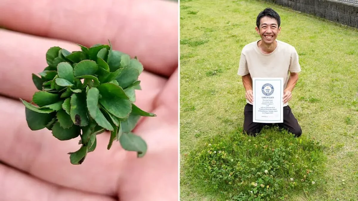 Cel mai norocos om din lume a găsit un trifoi cu 63 de frunze
