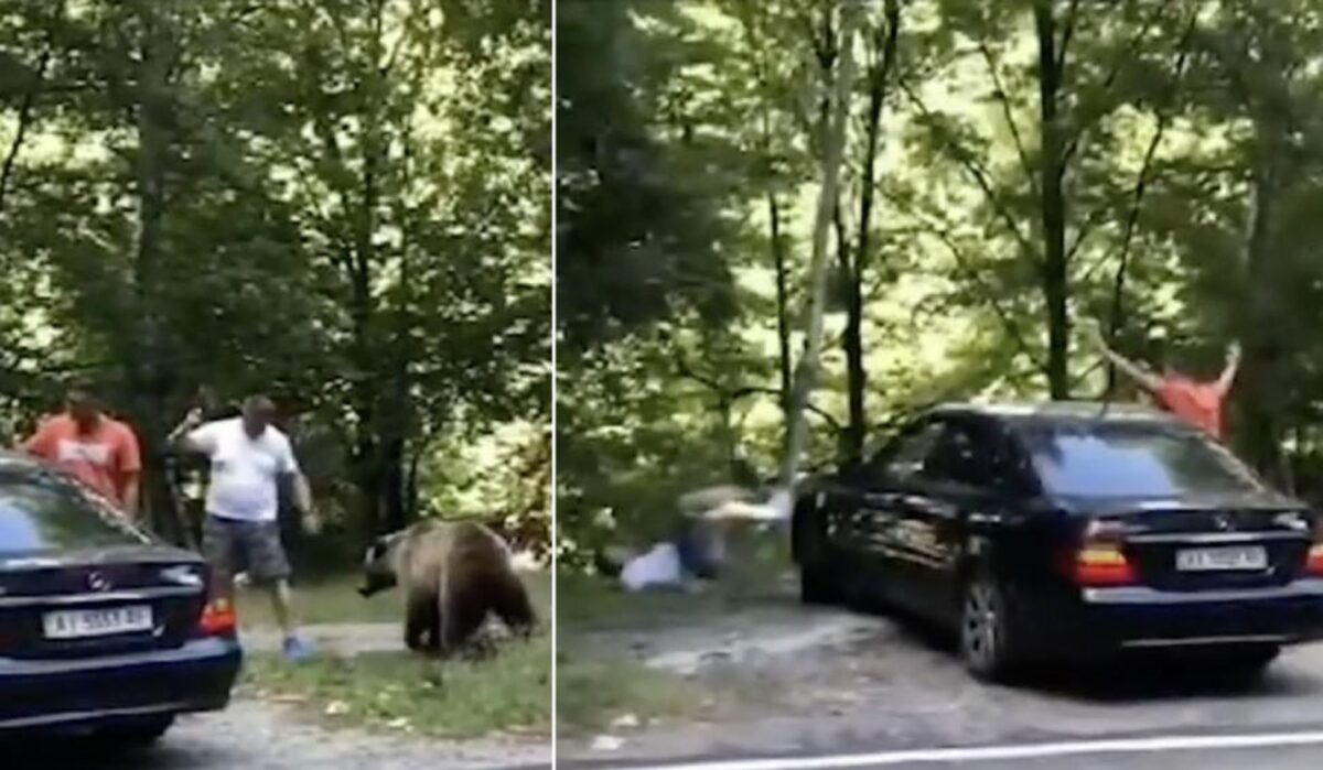 Incident periculos. Doi turiști au fost atacați de urs în timp ce își făceau selfie cu acesta