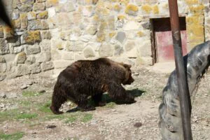 Șeful Ocolului Silvic Domnești, atacat de urs. A fost rănit la mână și picior