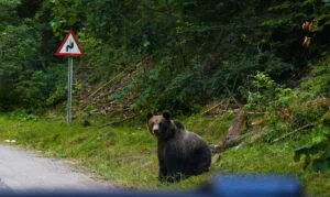 Urs, filmat într-o zonă frecventată de 1 Mai. A omorât trei oi