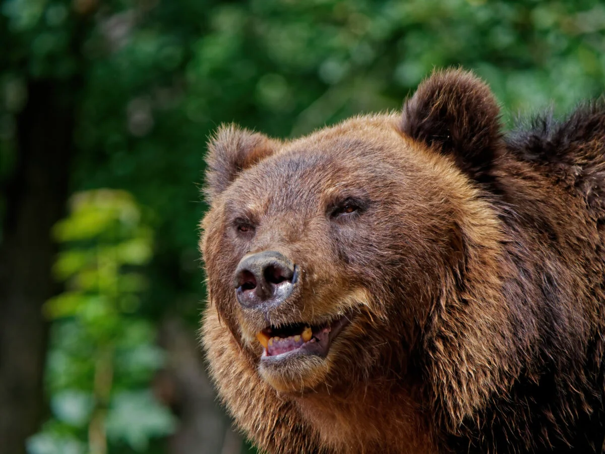 Populația de urși, temă de interes pentru români. Ce arată cifrele