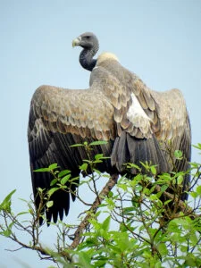 Din ce în ce mai puțini vulturi indieni. Cum sunt puse viețile oamenilor în pericol