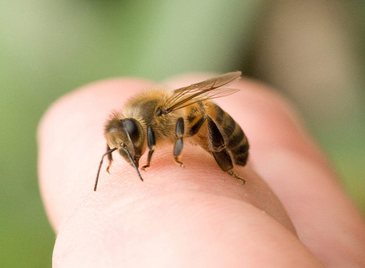 Înțepăturile de insecte pot fi fatale. Ce trebuie să faceți în cel mai scurt timp. Sfaturile medicilor