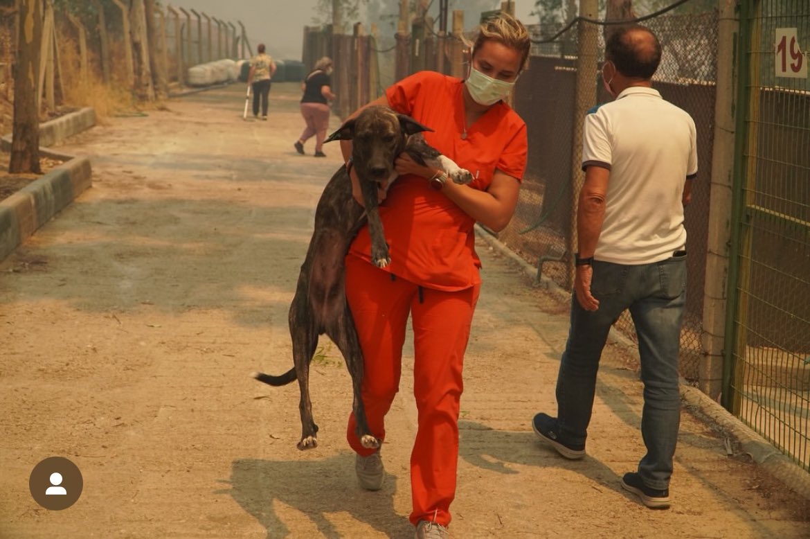 Salvatorii evacuează un adăpost de animale la Izmir